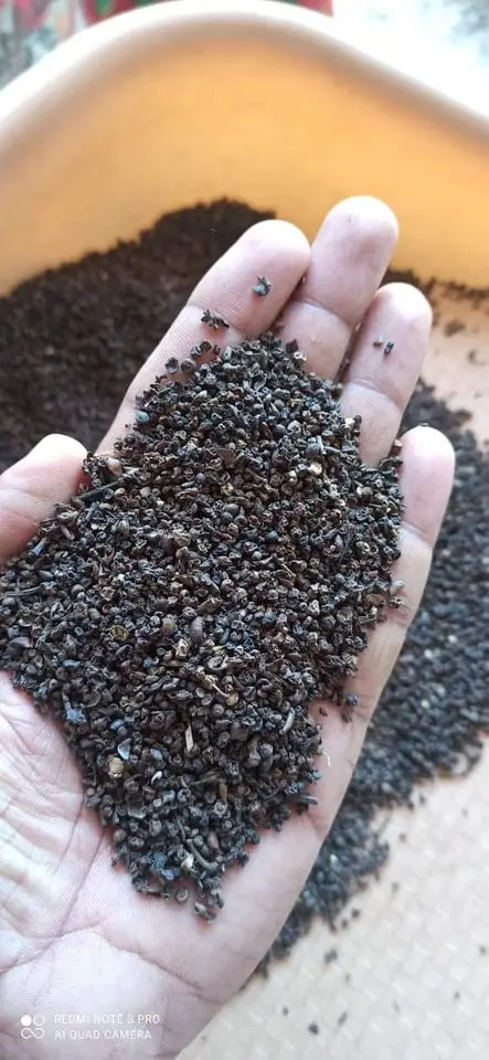 PINHEAD 1MM 1.5MM 2MM LIGHT BERRY WHITE PEPPER 630GL PEPPER CORN 2023 CROP OFFER