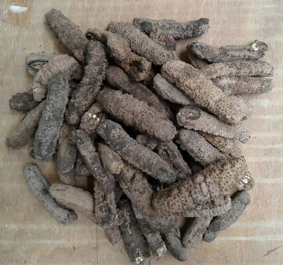 Original Straight Shape Nutritious dried sea cucumber Cheap wild fresh VietNam New