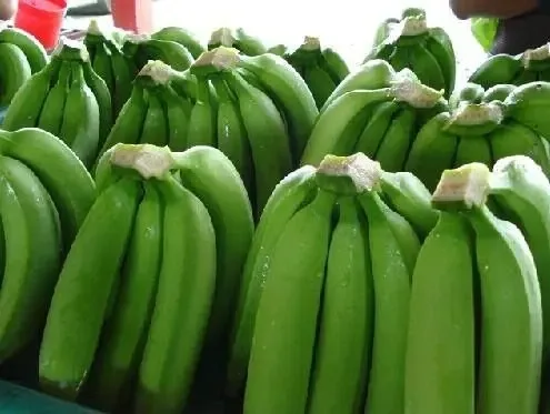 Fresh Cavendish Banana from EUROPE