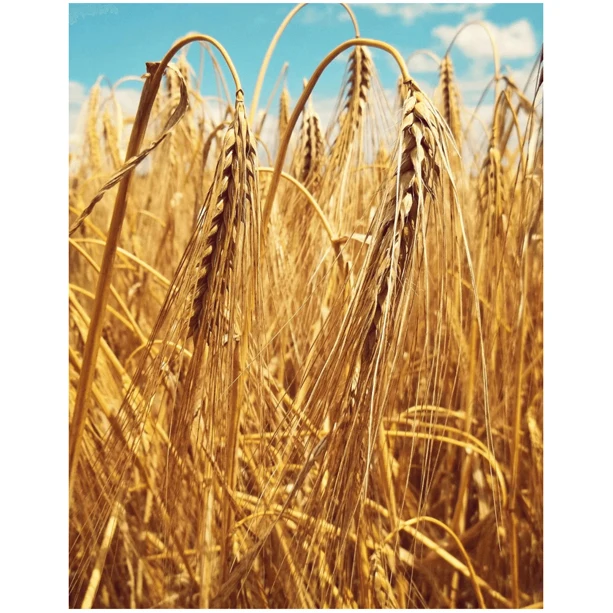 Wheat From Ukraine Dried Grade 3 Wheat Grain Best Wholesale Price