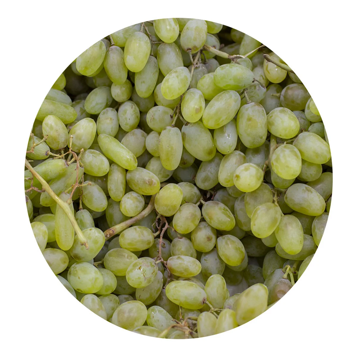 Natural grapes ripe and delicious from the manufacturer wholesale low price