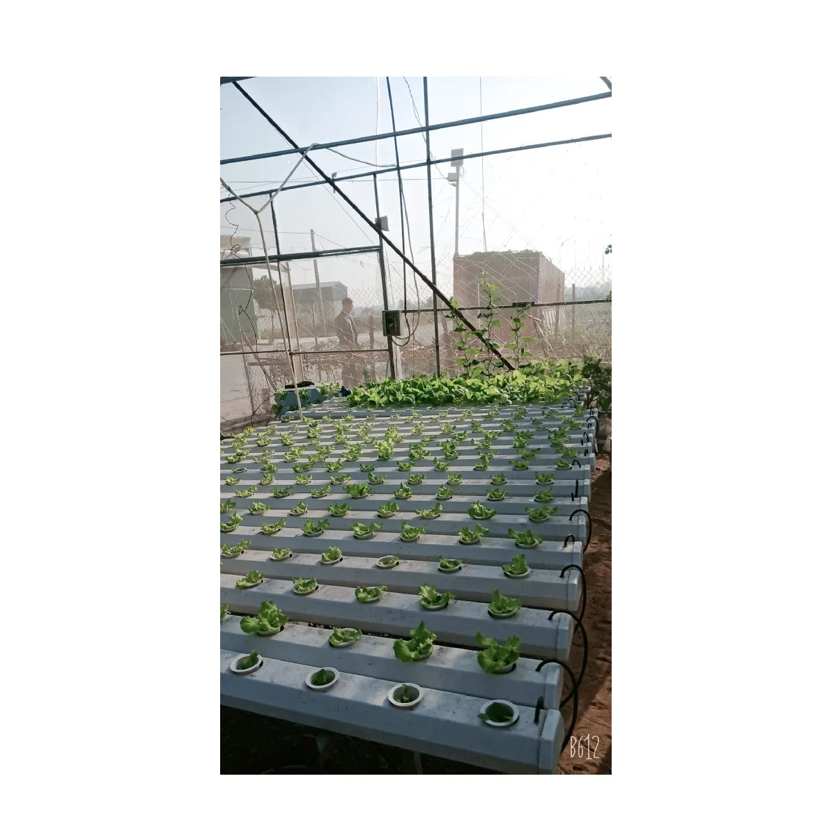 Microgreens Growing System Indoor White Technology Manufacturing Greenhouse Hydroponic Growing System PVC Channel Pipe Vietnam