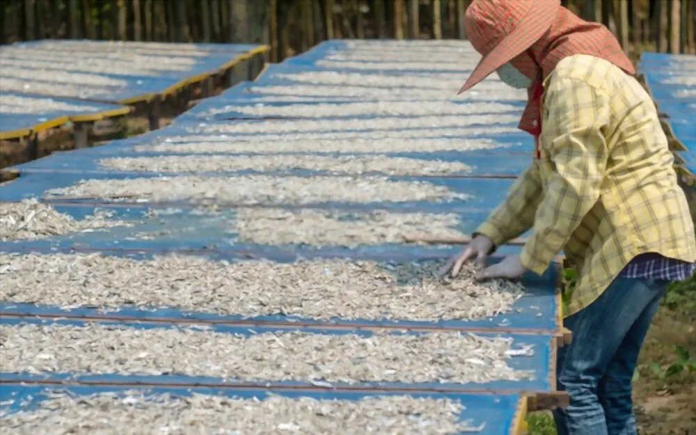 Dry seafood Dried Salted Anchovy 100% organic from Vietnam For Sale OEM Service With Vacuum Pack