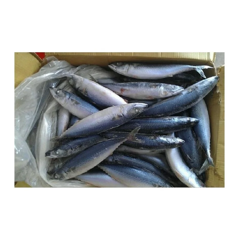Wholesale Best Price Supplier Frozen Atlantic Mackerel fish WR Fast Shipping