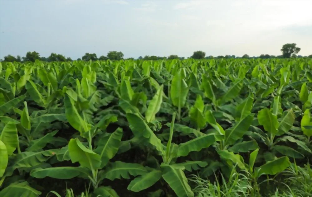 Fresh Cavendish Banana Exporting Grade A | Vietnam Agriculture Food CO., LTD