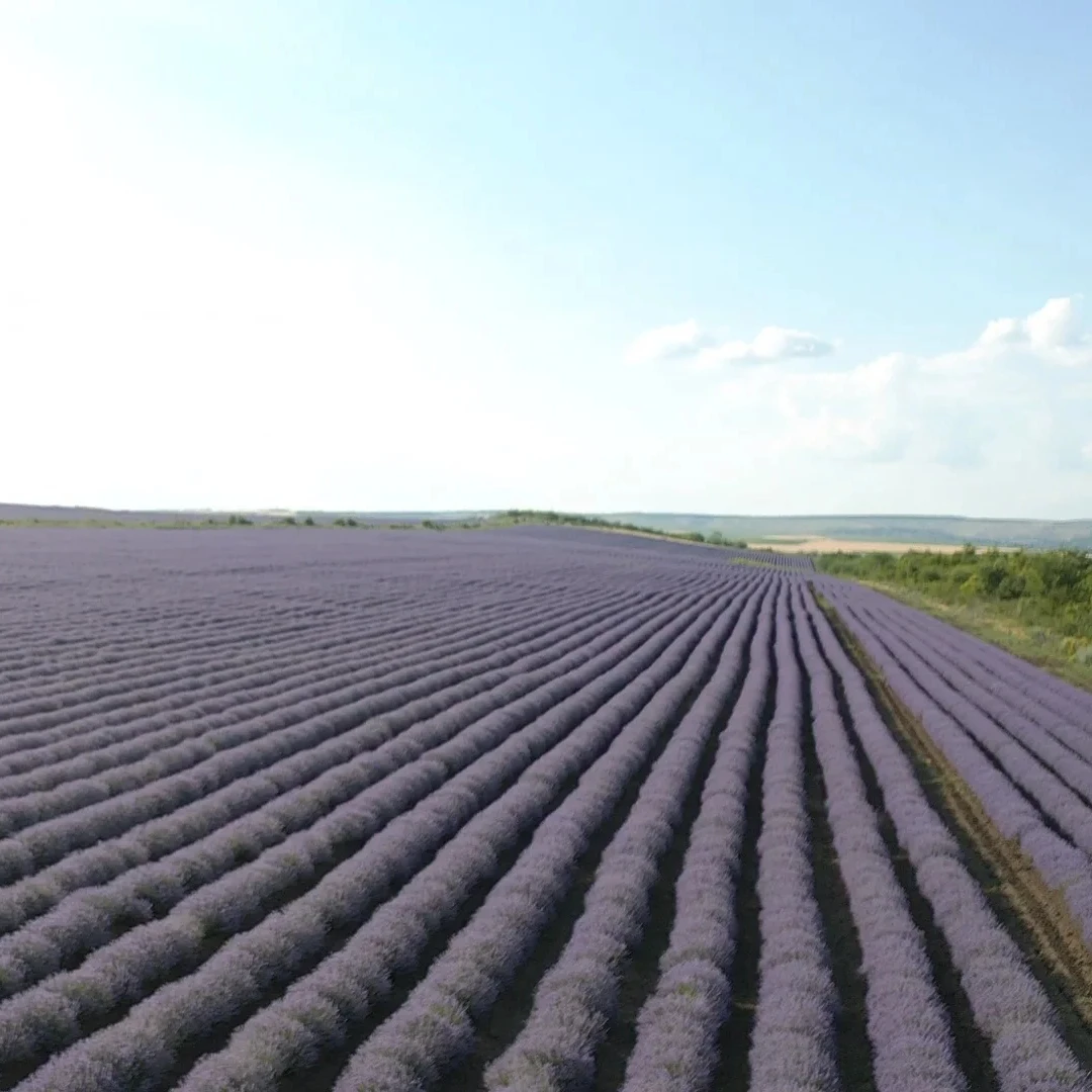 Essential Oil Perfumes,Perfume Oils Concentrated Fragrance Pure,Perfume Fragrance Oil