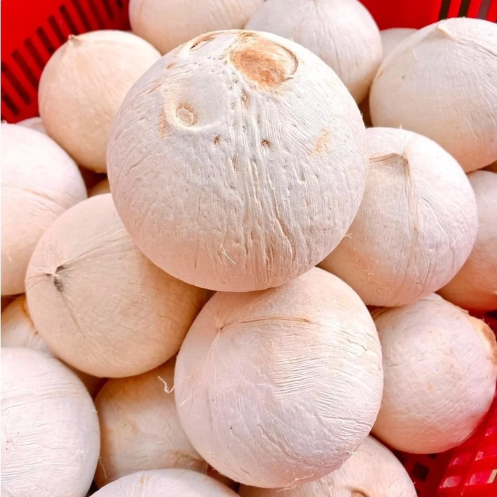 [Best Selling 2022] Top Quality Wholesale Good Price Organic Fresh Young Coconut From Viet Nam