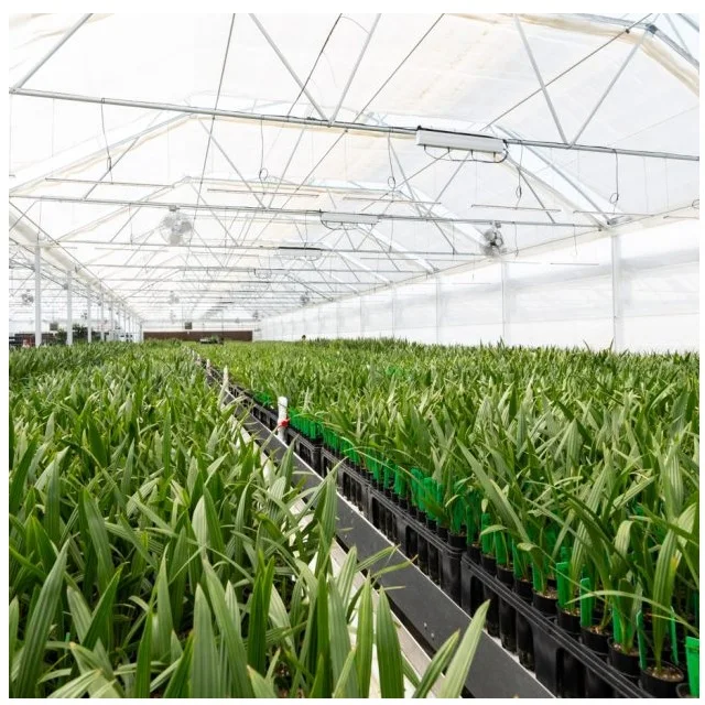 Advance Variety Seedling High Temperatures And Drought Elongated In Shape 30to90 cm Long Palm Phoenix Tissue Culture Date