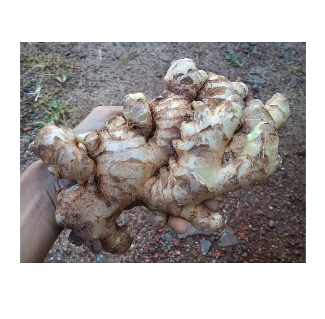 High Quality Bulk Fresh Ginger natural yellow Market Price Ginger export From Vietnam supplier new crop