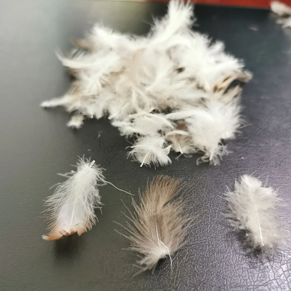 Hot Sale European Standard  Washed Pllume Fluffy 2~4cm Grey Duck Feather