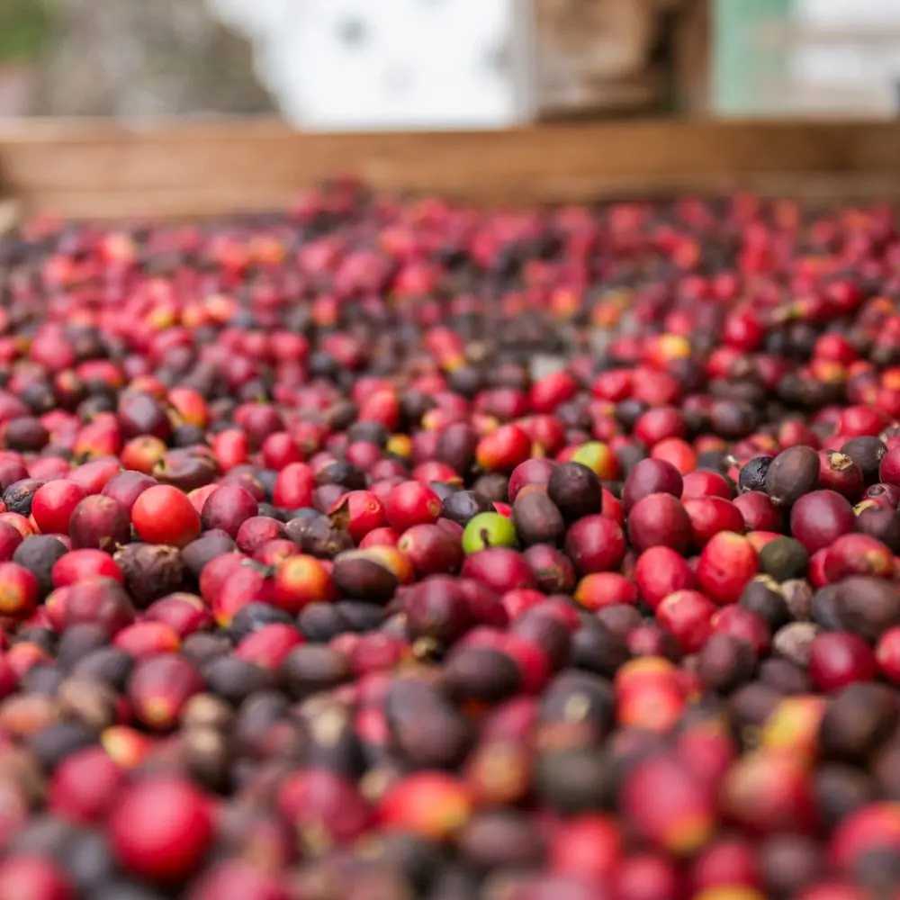 Worldwide Shipping Coffee With Premium Flavor Wholesale Good Price Robusta Coffee beans Roasted Coffee In VietNam OEM