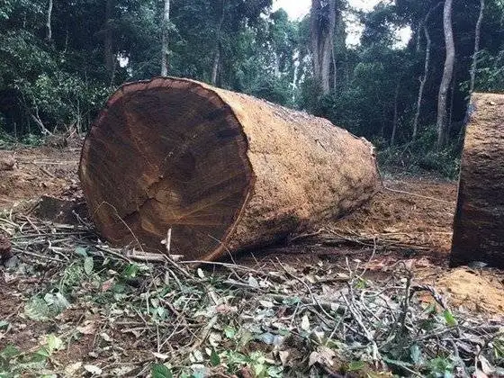 Древесина и эвкалипт, деревянные бревна/НЕОБРАБОТАННАЯ древесина