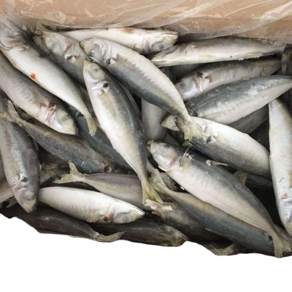 Fast Delivery Fresh Fish Seafood Frozen Seafood Round Scad