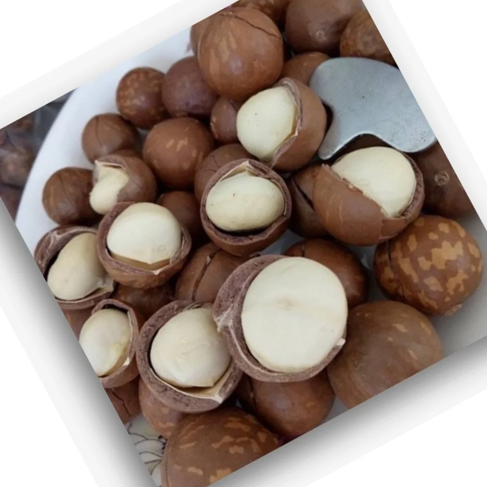 Macca Nut Professional Team Export Food High Protein Customized Packaging Made In Vietnam Trading