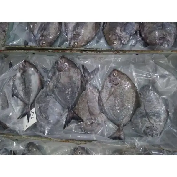 Black Pomfret Fish Exporter From Pakistan
