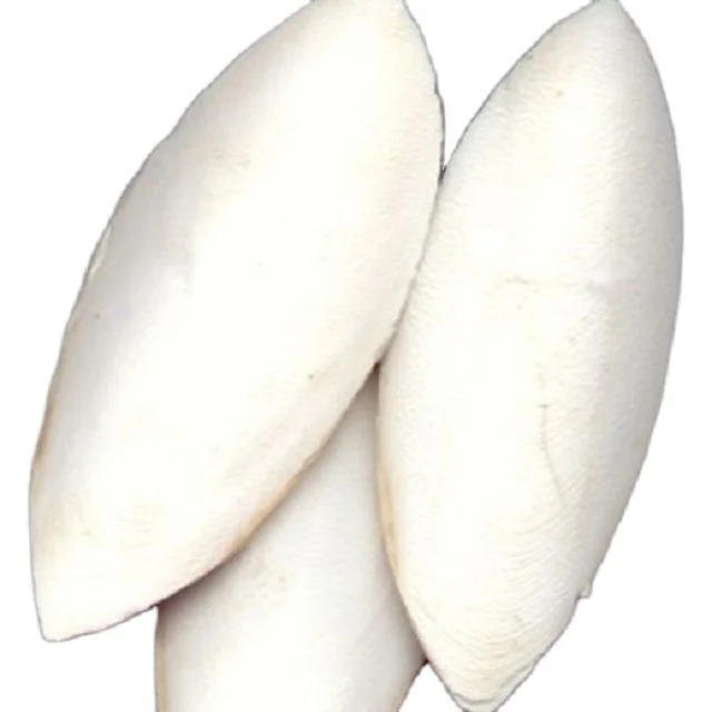 Wholesale Small Cuttlebone Animal Feed Natural White Dried Cuttlefish Bone From France