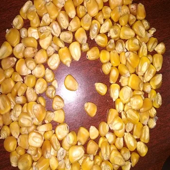 High quality Dried Yellow Corn For Animal Feed ready for sale from India