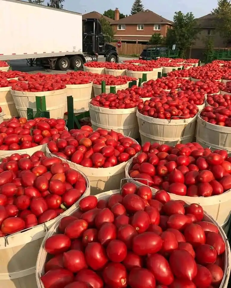 Buy Fresh Tomato Canned Peeled Tomato Dice 400g with High Quality