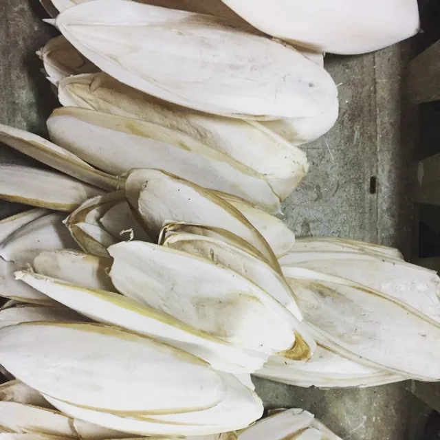 Dried Cuttle Fish Bone