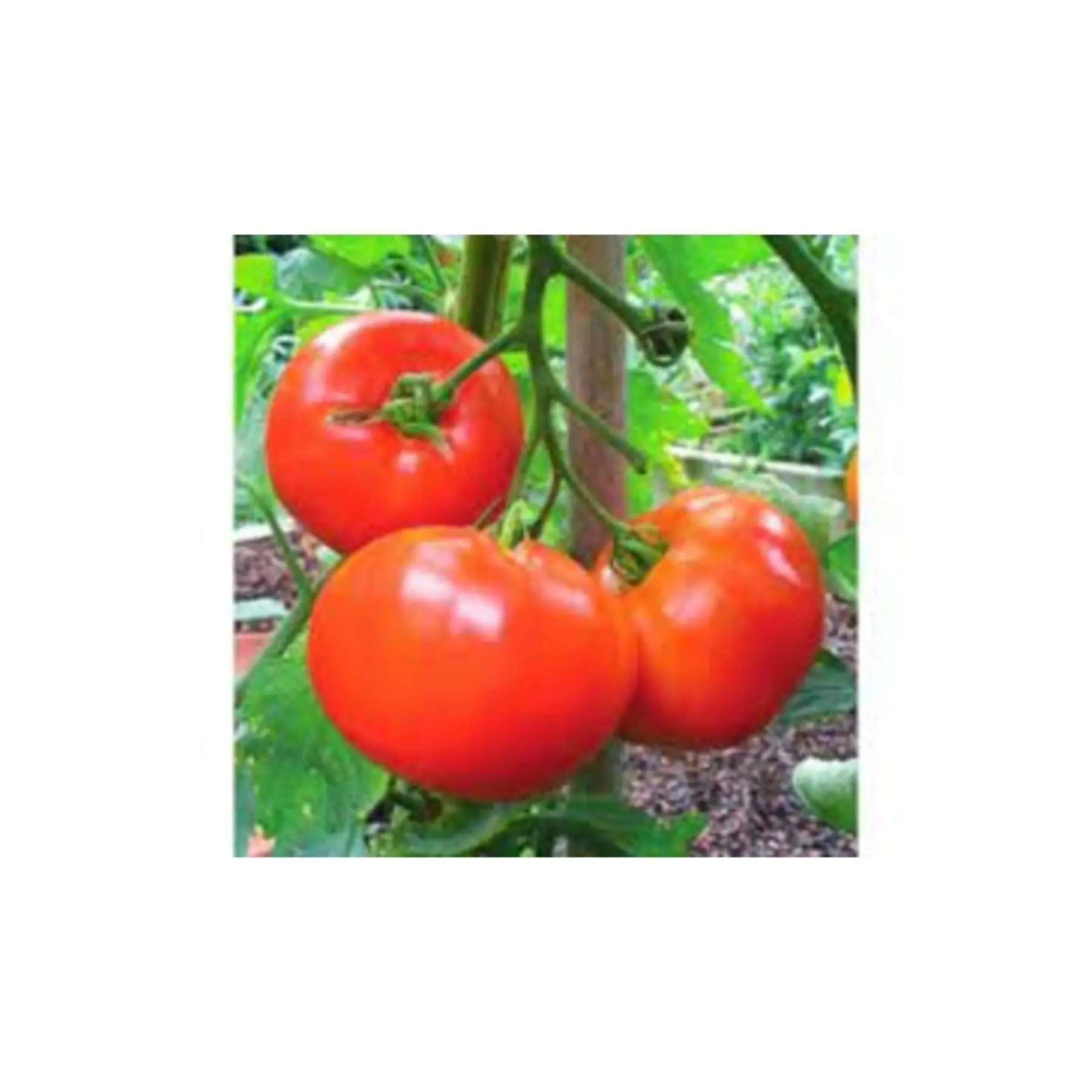 500 Семена редкого Красного окка отурак семена томата горшечная почва подарок