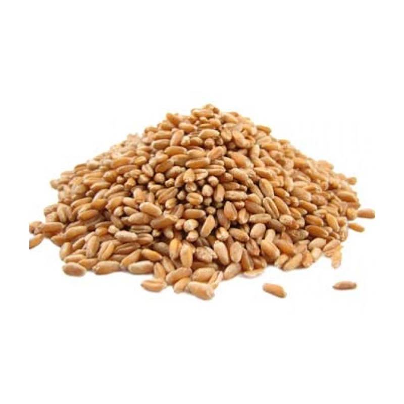 Wheat Grain In Bulk 100% Pure & Nutrition Wheat Grain Buy From Indian Manufacturer