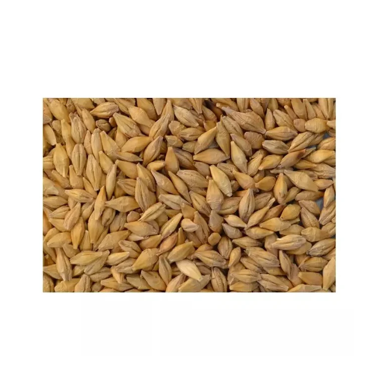 Natural Raw Grain Barley Animal Feed