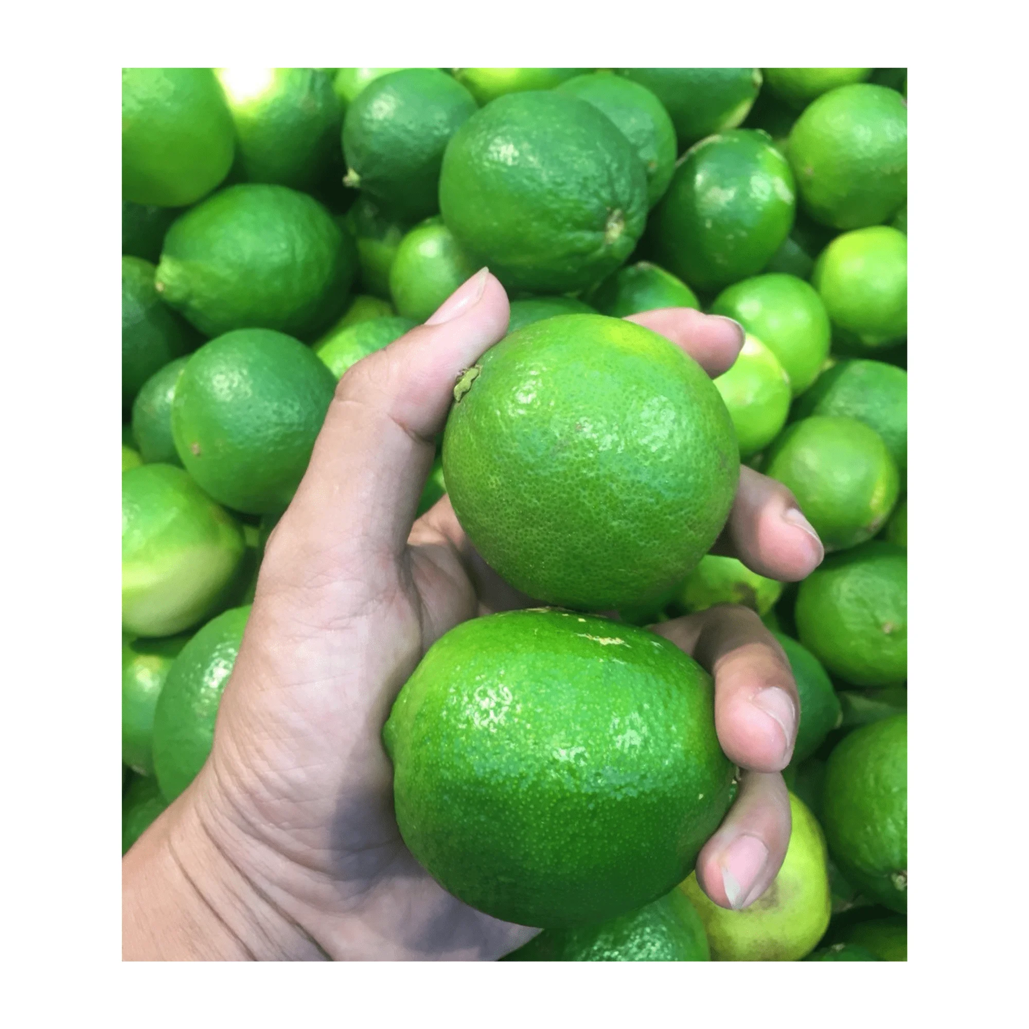 Свежий вьетнамский лайм оптовая продажа лимон без косточек свежий новый урожай высокое качество и хорошая цена