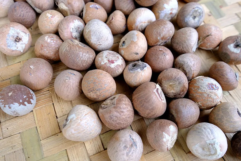Dried split betel nut cheap price from Vietnam supplier/Wholesale areca nut good price 2023