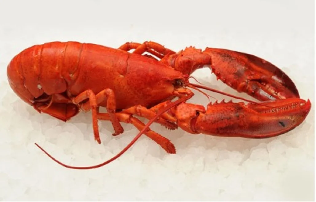 Wholesale Supplier Of Bulk Fresh Stock of Frozen seafood Lobsters