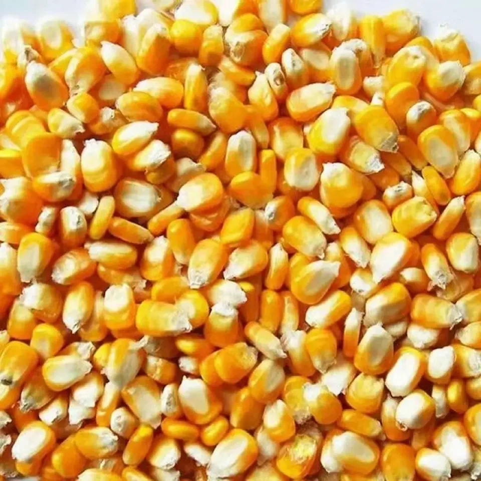 Yellow Corn