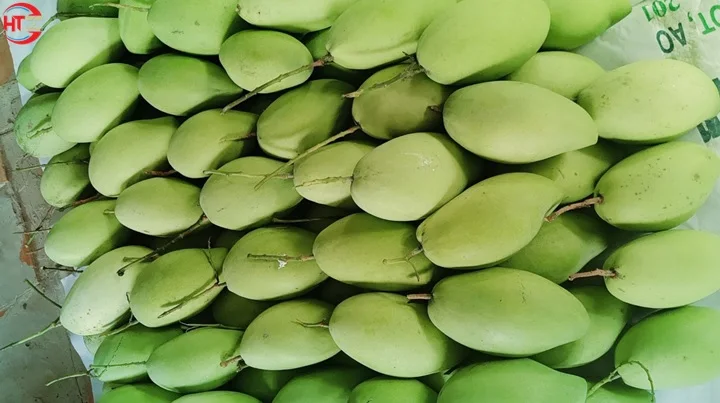 Export Organic Fresh Fruit A Grade Unripe Maturity Sweet and Sour Taste Green Hoa Loc Mango From Vietnam