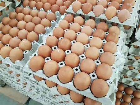 Organic Fresh Chicken Table Eggs available in stock for sale from Brazil suppliers