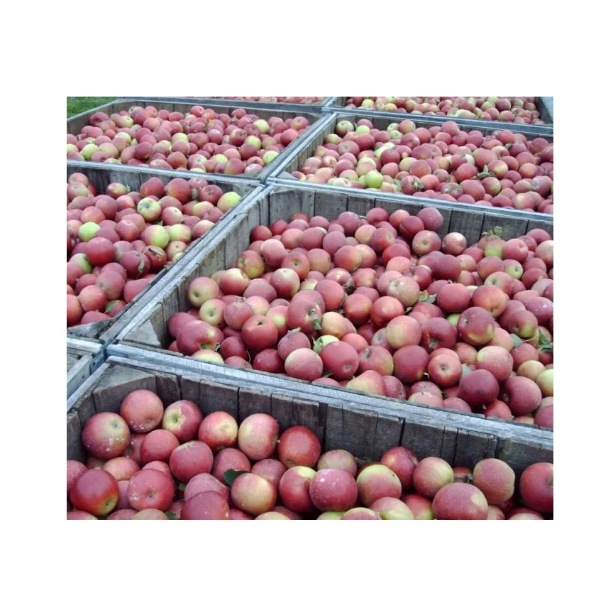 Свежие Яблоки Winesap оптом по низкой цене
