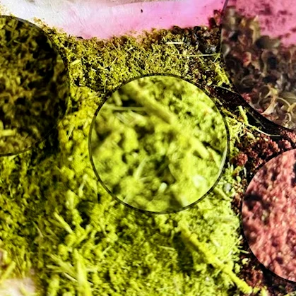 Листья сумаха стебли и ягоды для ухода за волосами