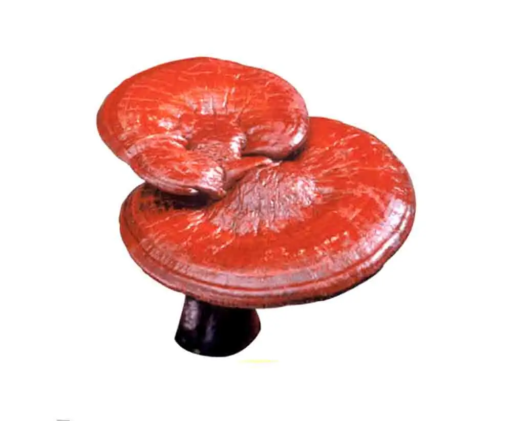 Organic red reishi mushroom high quality from Viet Nam/Premium Red Reishi Mushroom
