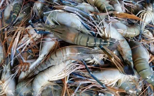 Shrimp Frozen  KOSHER Bulk Style TIME Good Packing Packaging Weight Shelf Headless Origin Latin Type Life Quality BRC