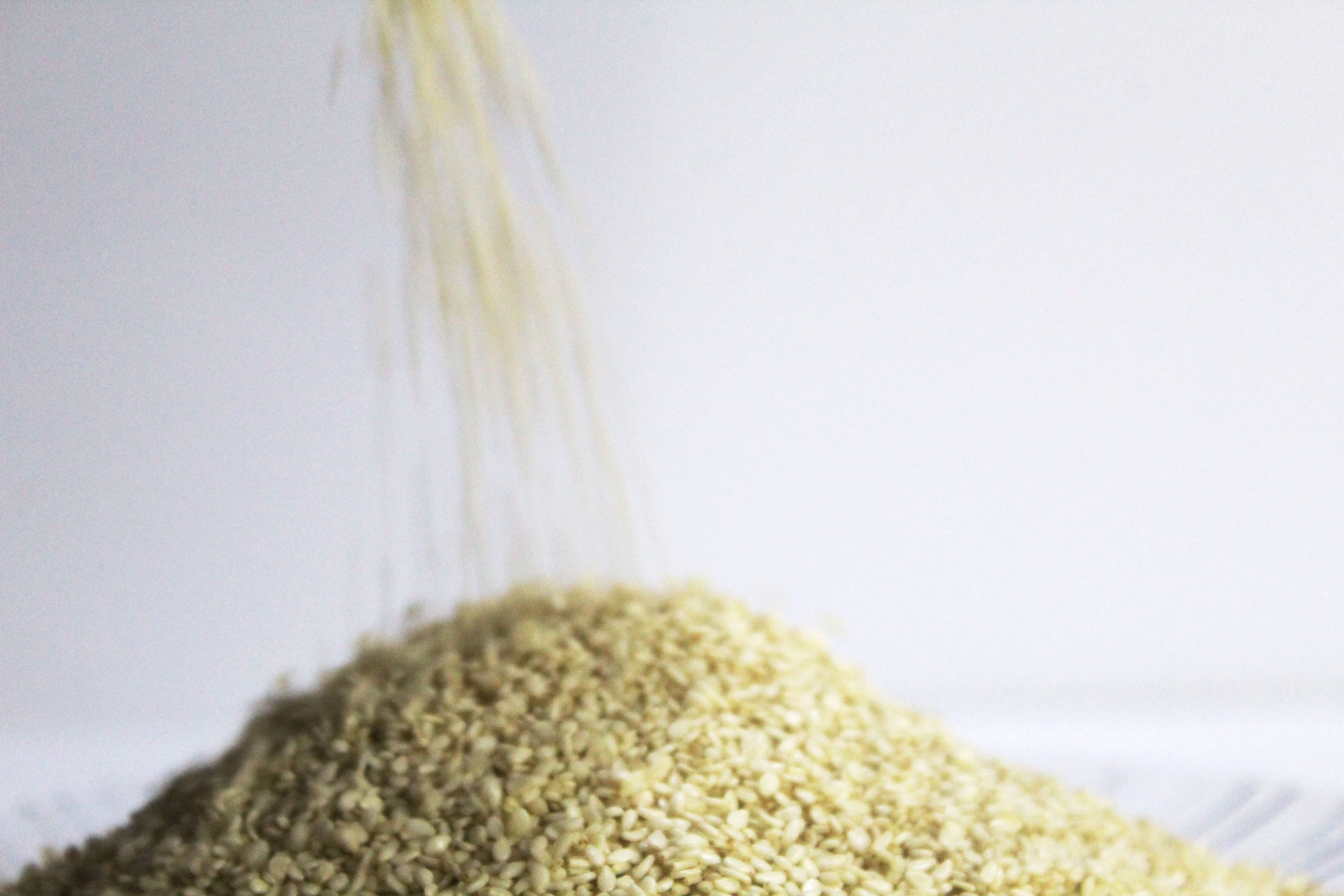 Natural Good Taste White Sesame Seeds Roasted High Content Of Vegetable Fiber Wholesale by Foodies (PVT.) Limited