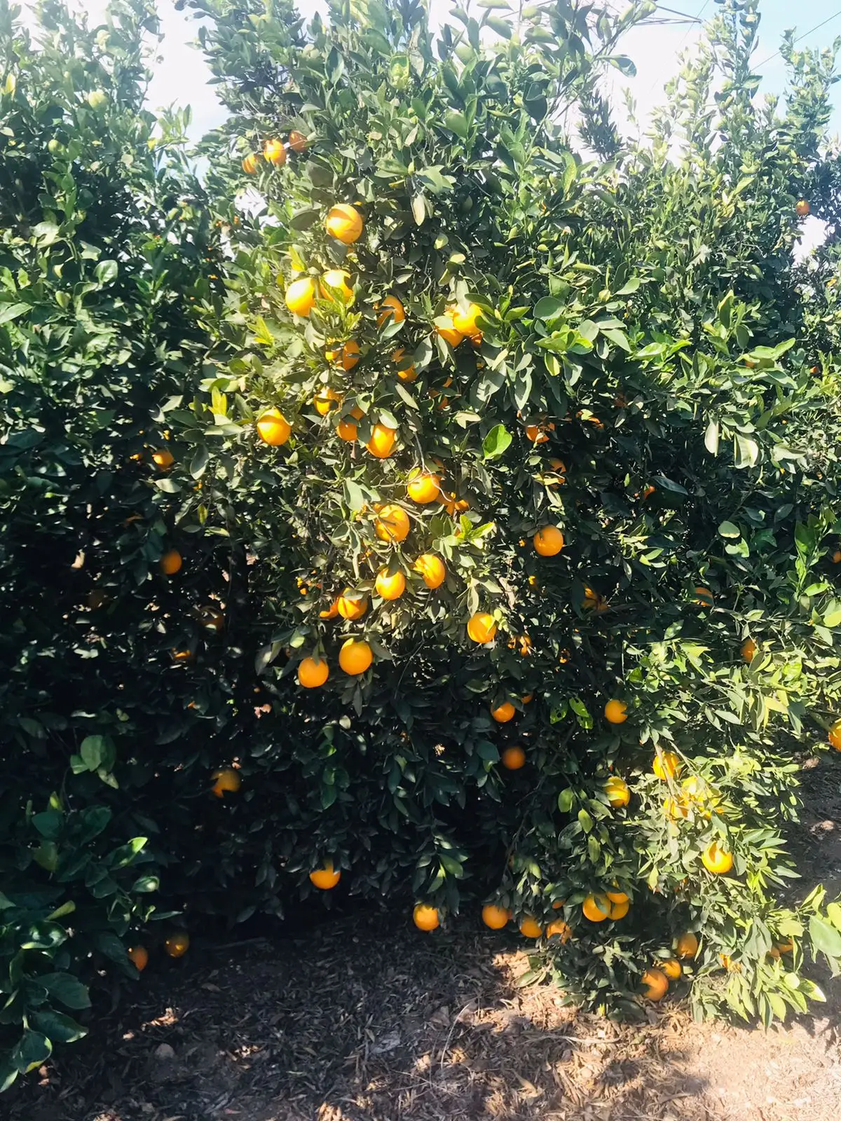 Fresh Abusra oranges from Egypt