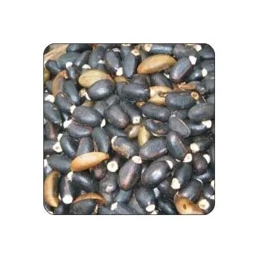 100% pure natural dried jatropha seeds spices for sale