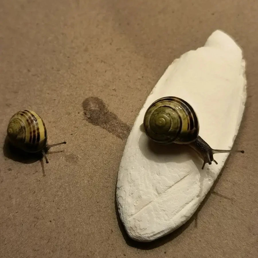 Best Selling- Accessories Cuttlefish Bone for Parakeets Tortoise- Enclosure pet Toys The Bird Parrot From Vietnam