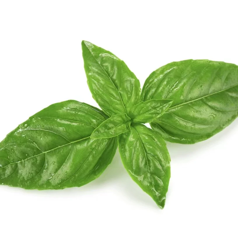 Free Sample Savory Seasoning Concentrated Food Essence of Basil Flavors