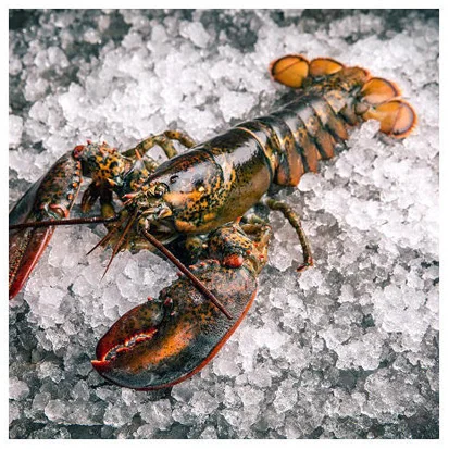 Top Quality Pure Fresh / Live / Frozen American Lobsters (Seafood) For Sale At Cheapest Wholesale Price