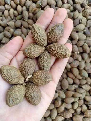 Taiwan Sweet Gum improves digestion good health beauty high profit