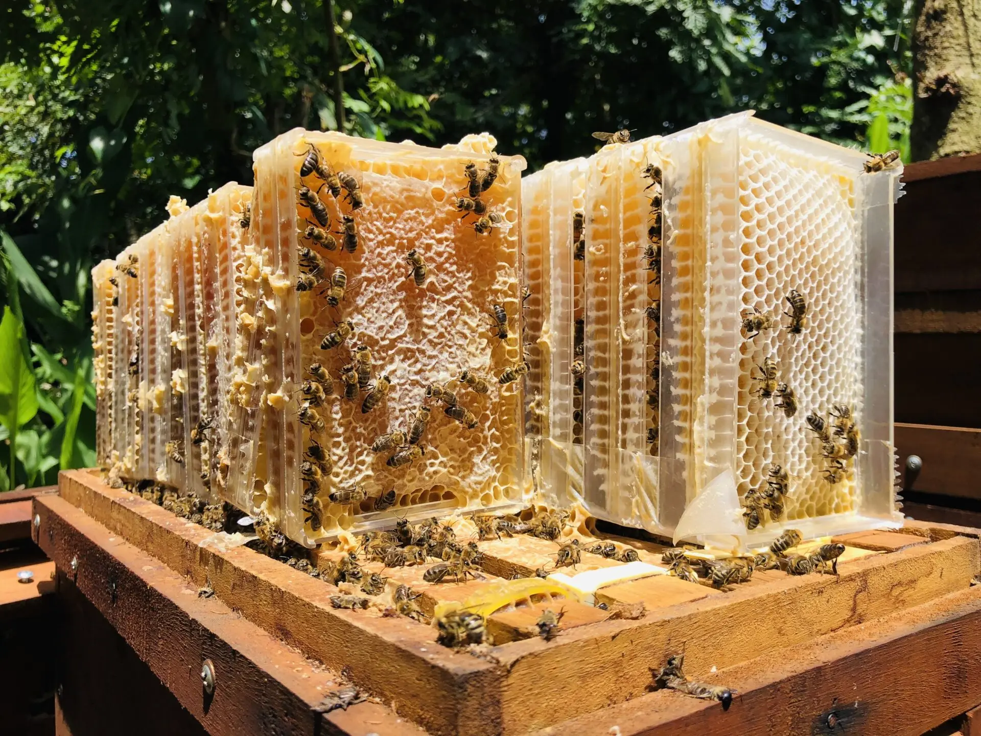 High-Purity Organic Bee Honey from Vietnam 100% Natural Additive-Free with Honey Box and Dispenser Healthy Raw Honey