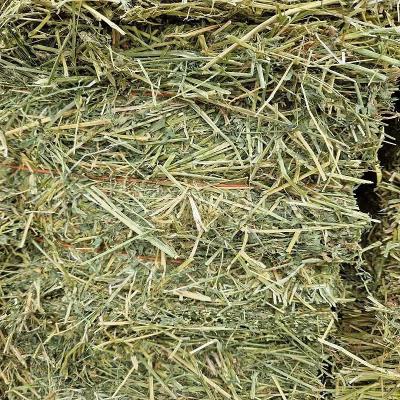 Buy High-Quality Alfalfa and Timothy Hay - Affordable Prices and Fast Shipping for Bulk Animal Feed Needs