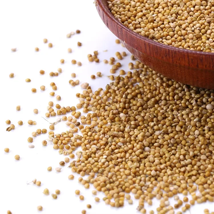 Indian Yellow Millet for Bird Feed from India