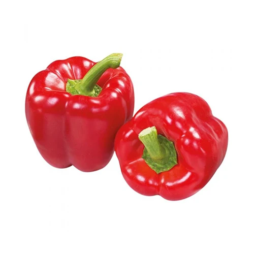 100% FRESH CAPSICUM FOR SALE AT WHOLESALE PRICES.