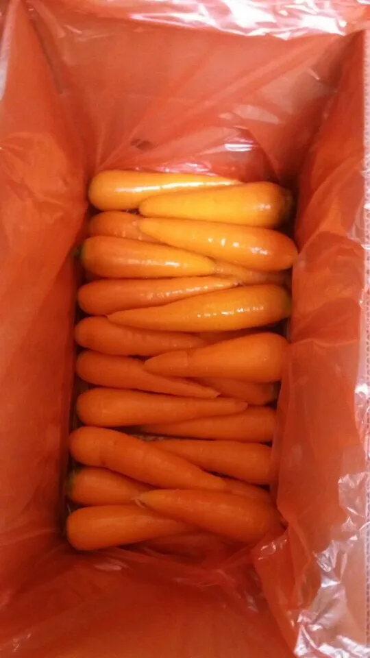 New crop fresh organic vegetables wholesale carot/carrot seeds price of carrots in bulk for export in Viet Nam