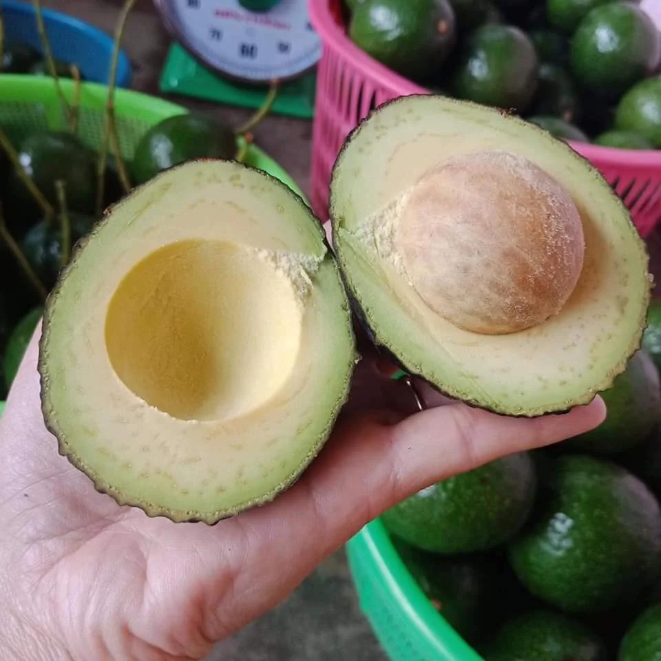 Hot News Attractive Irresistible Frozen Avocado Half cut Frozen Avocado from Brazil for wholesaler