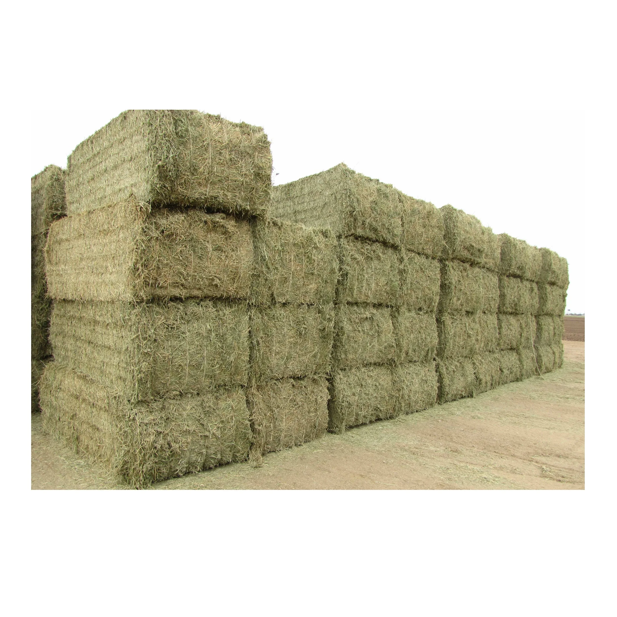 Best Price Bulk Alfalfa Hay Grass Bales For Cattle Feed